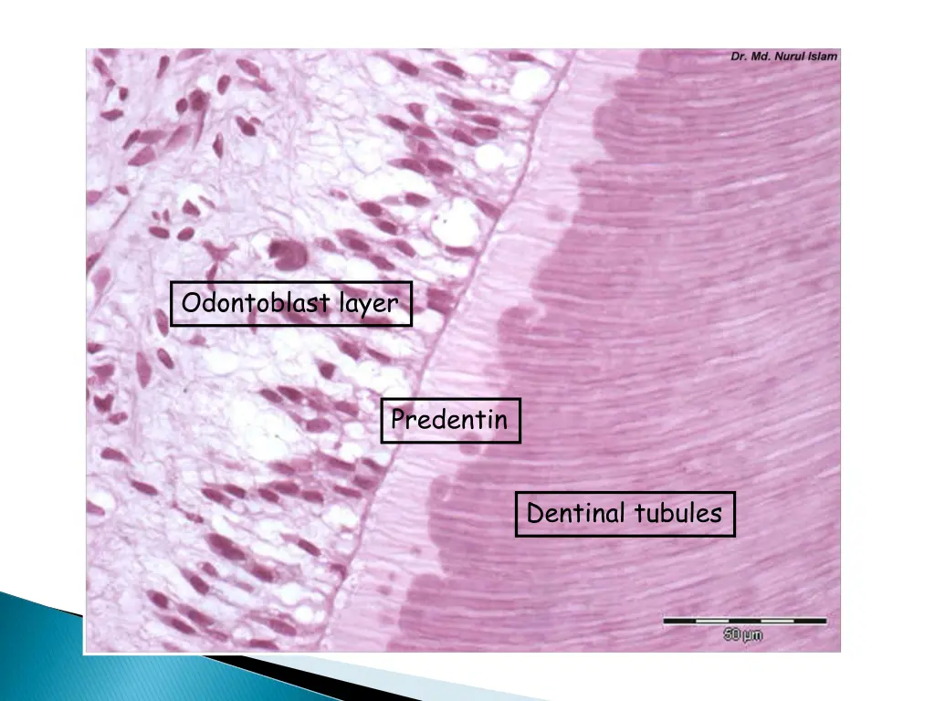 odontoblast layer