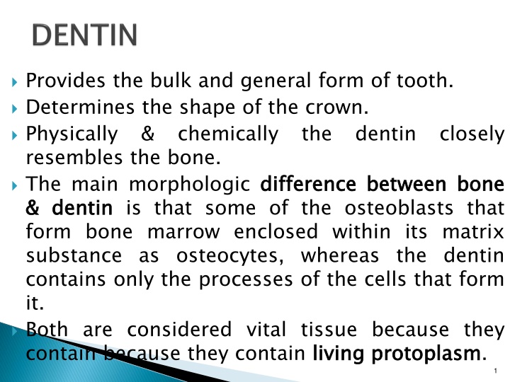 provides the bulk and general form of tooth