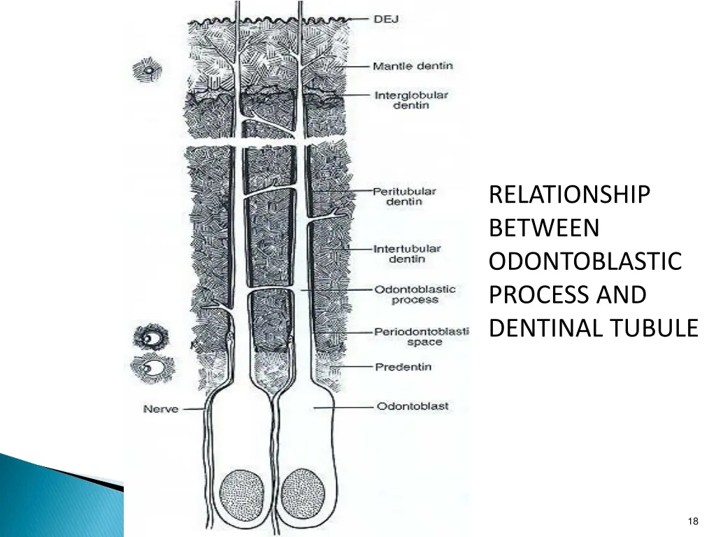 relationship between odontoblastic process