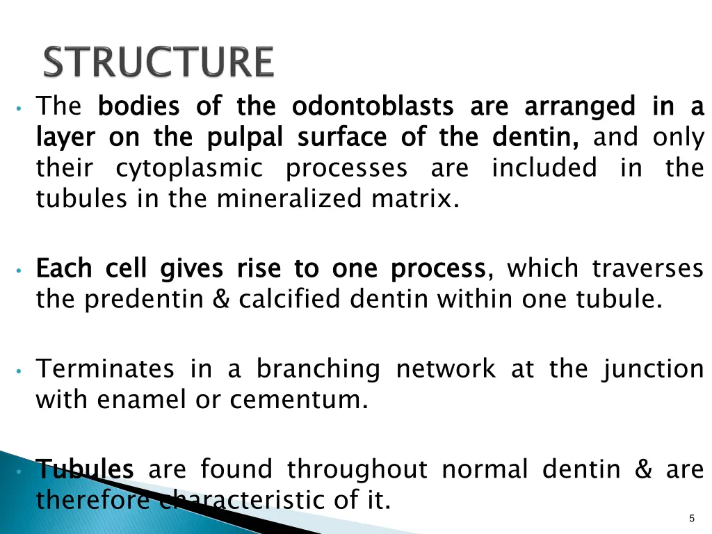 the bodies layer their cytoplasmic processes