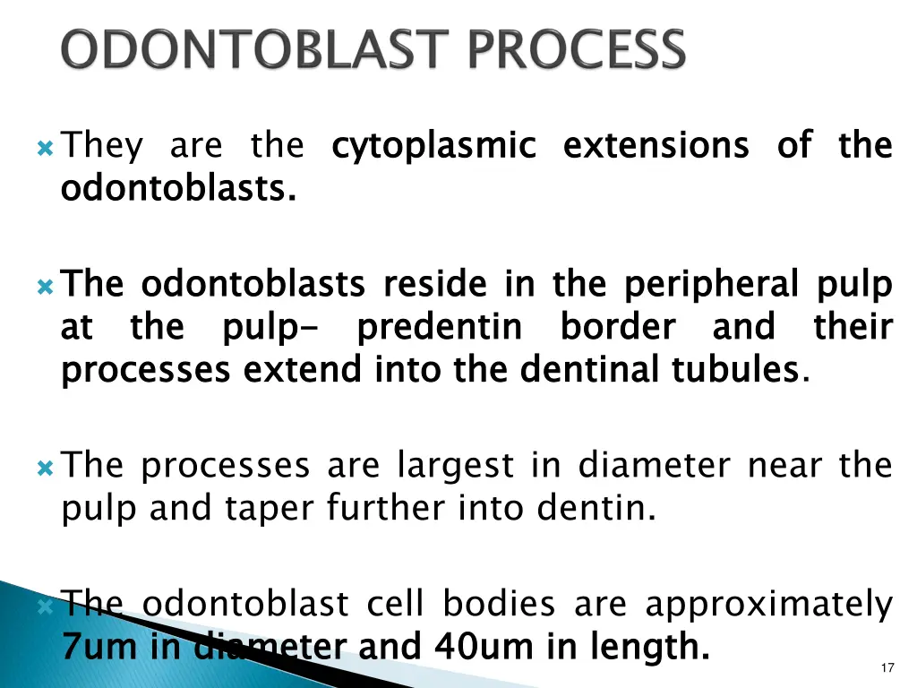 they are the cytoplasmic odontoblasts