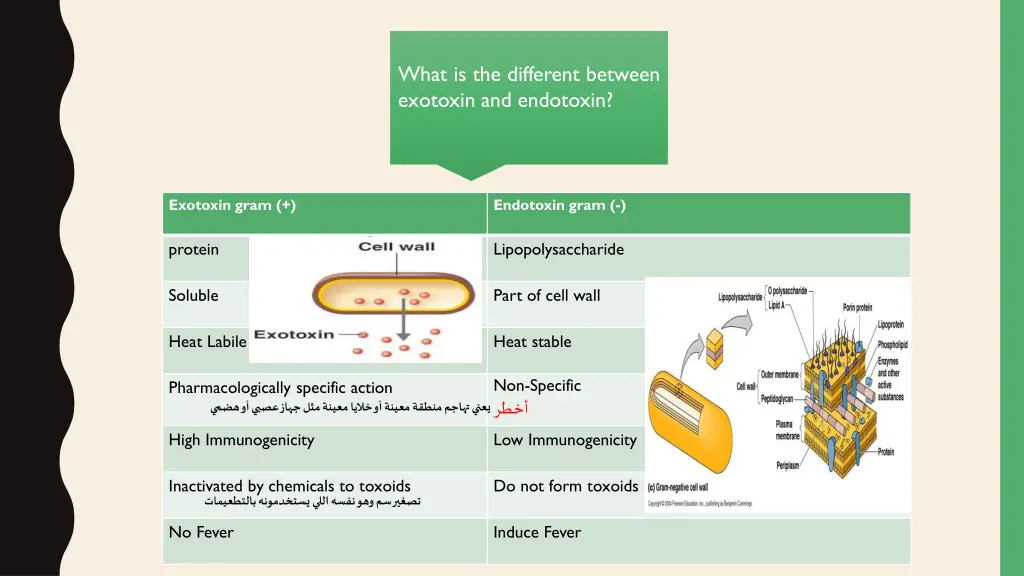 what is the different between exotoxin