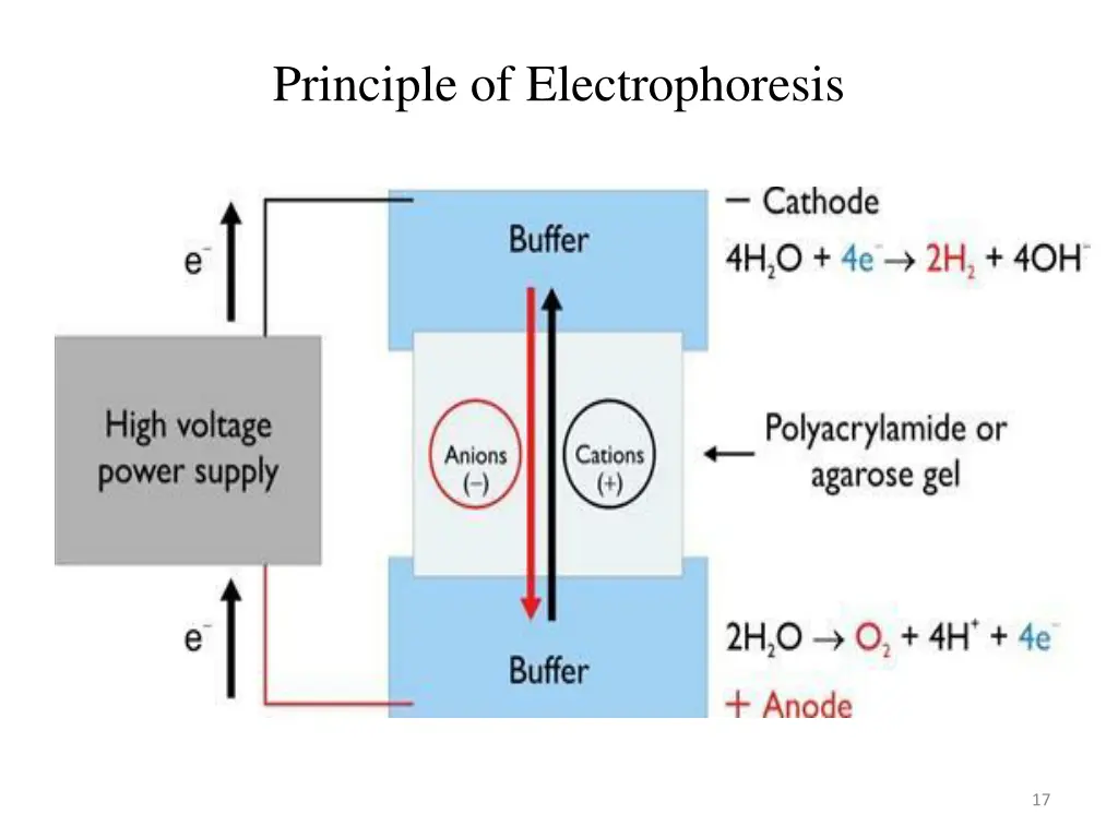 principle of electrophoresis