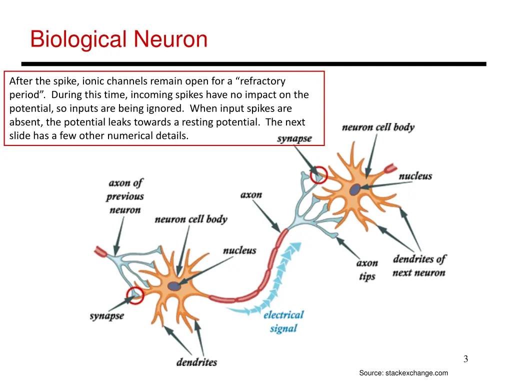 biological neuron 1