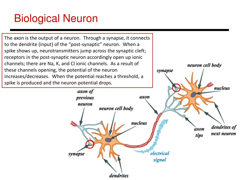 biological neuron