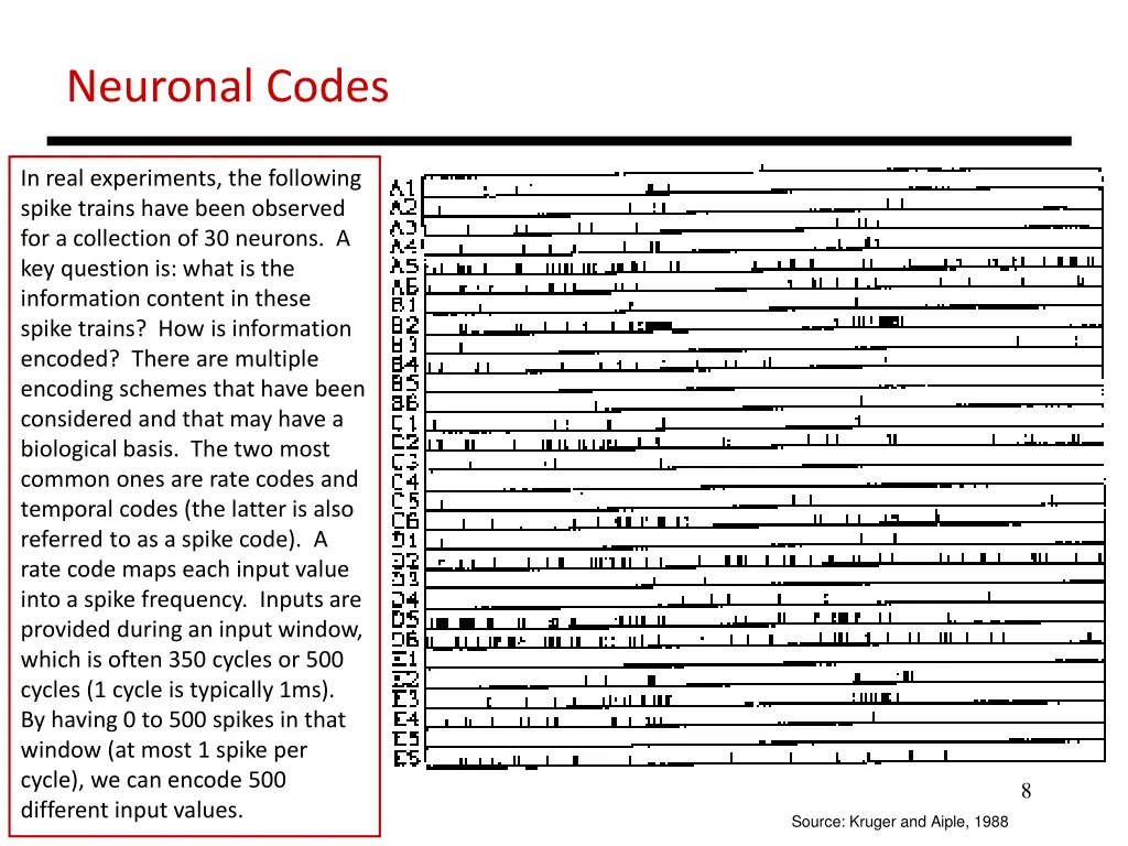 neuronal codes