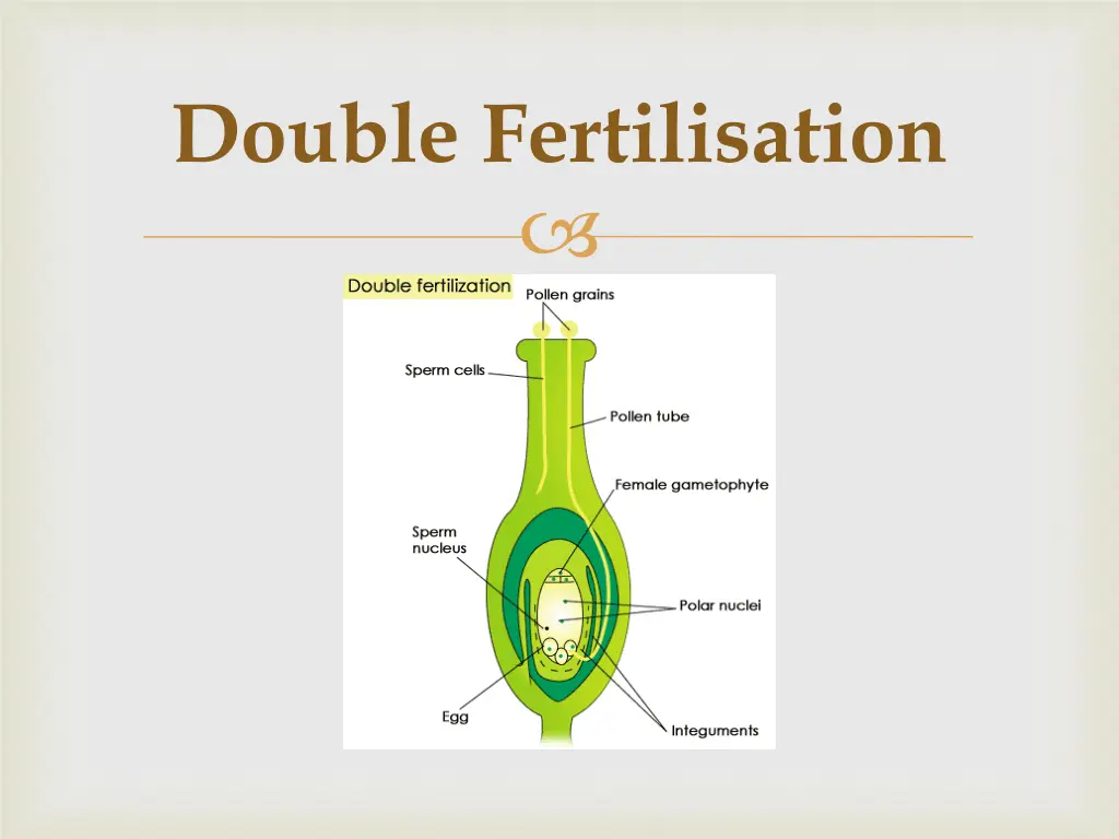 double fertilisation