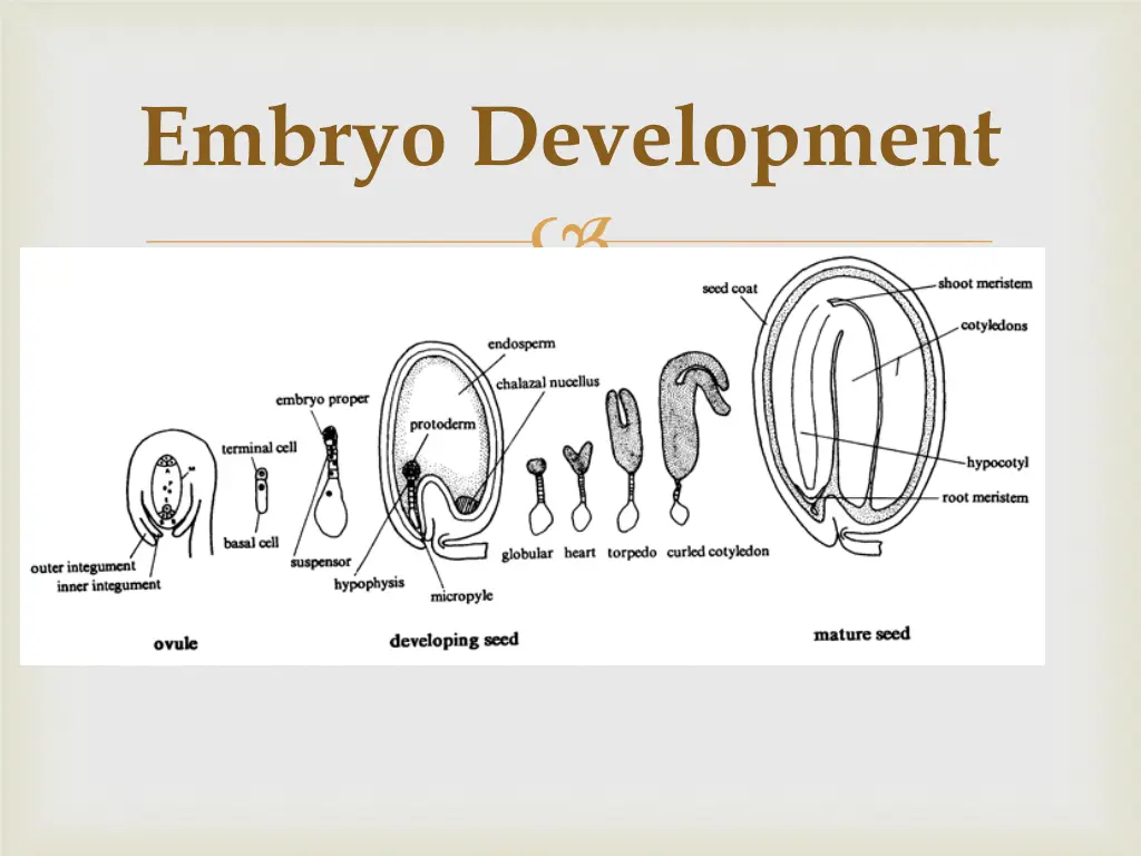 embryo development