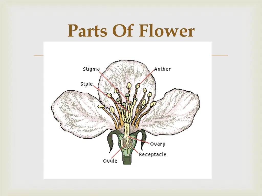 parts of flower