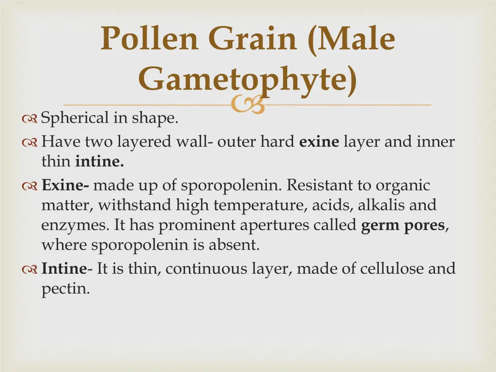 pollen grain male gametophyte