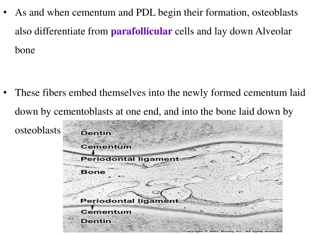 as and when cementum and pdl begin their