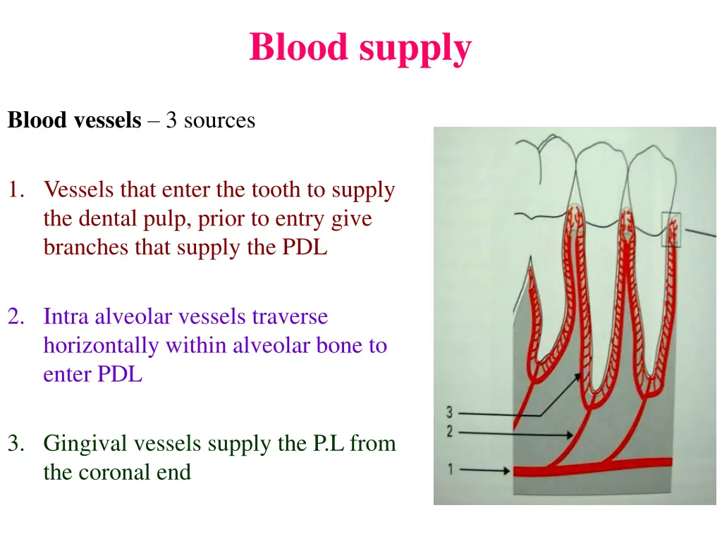 blood supply