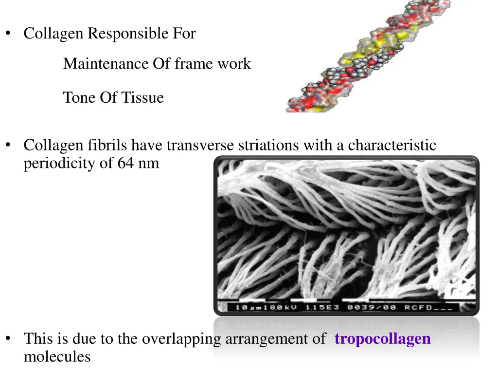 collagen responsible for