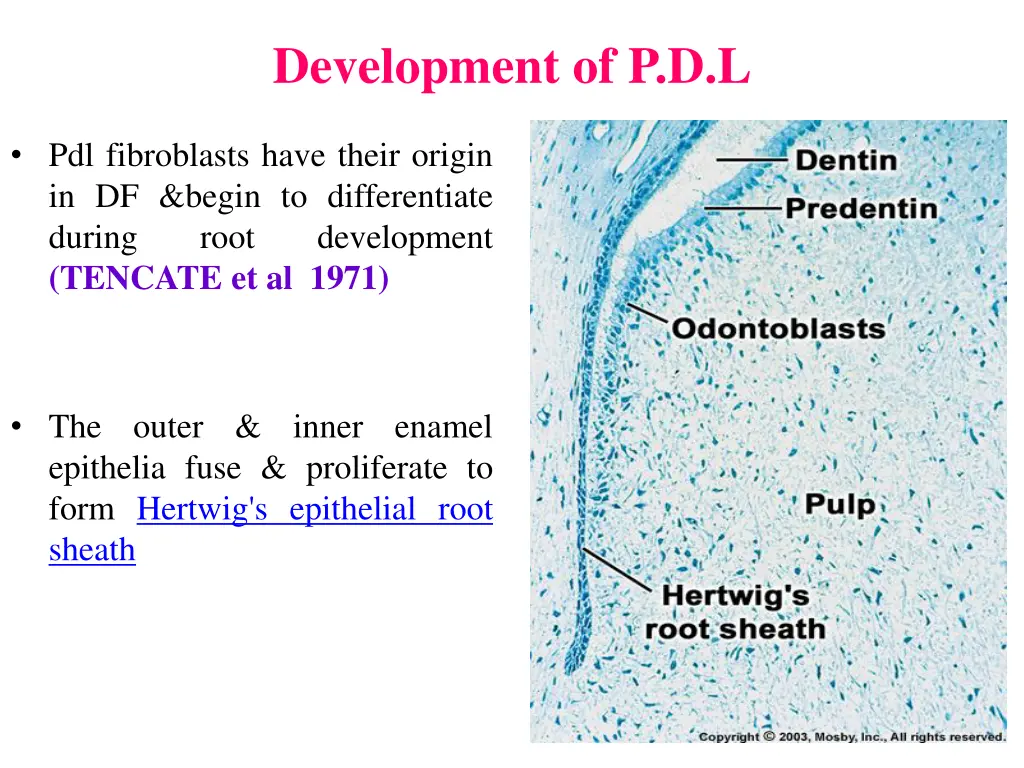 development of p d l