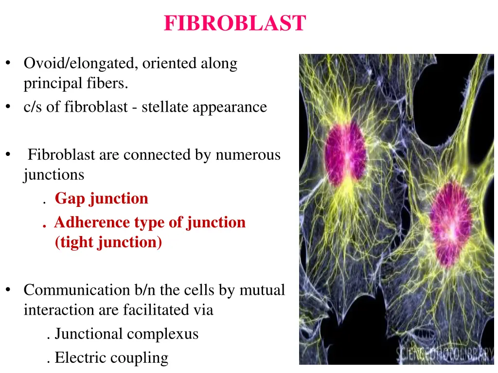 fibroblast 1