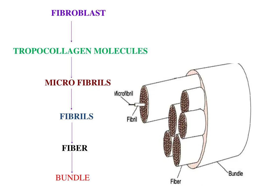 fibroblast