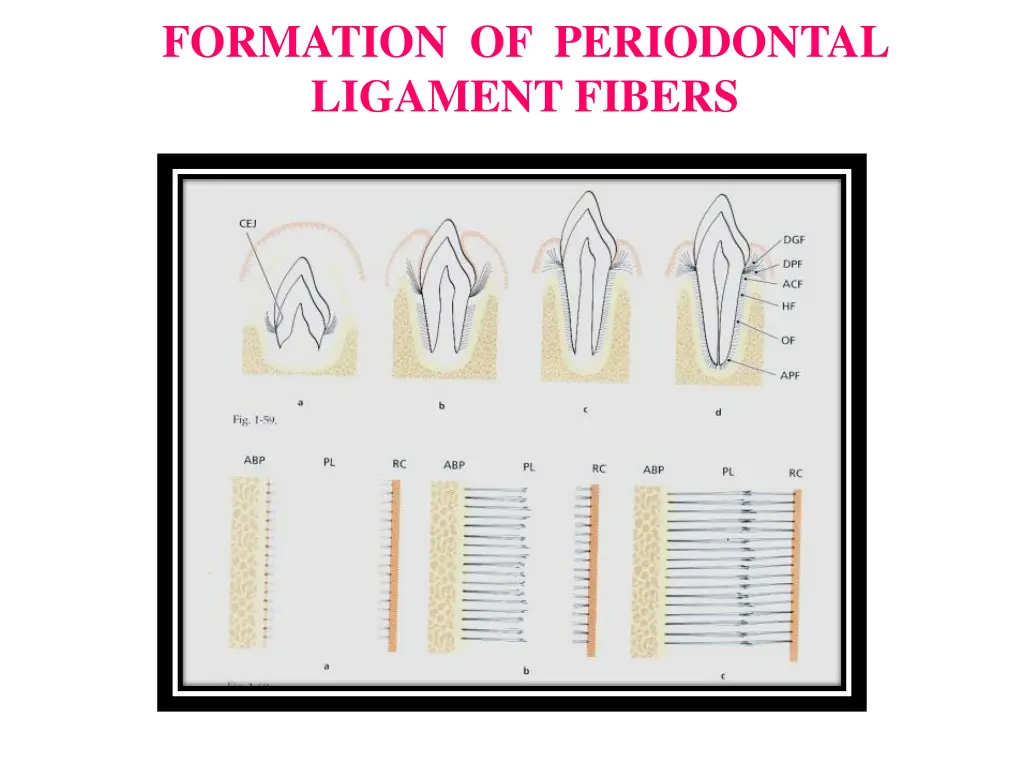 formation of periodontal ligament fibers