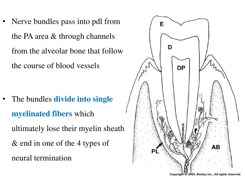 nerve bundles pass into pdl from