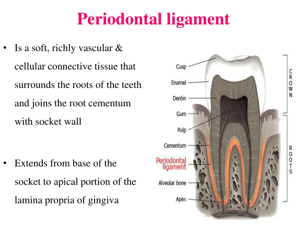 periodontal ligament 1