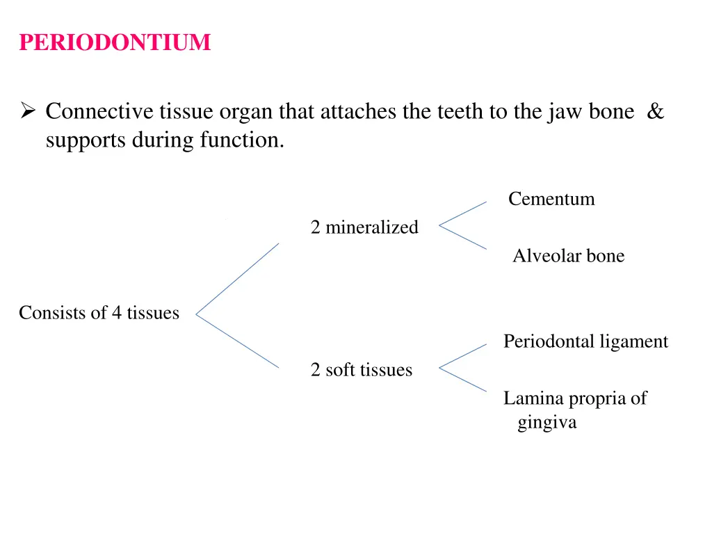 periodontium