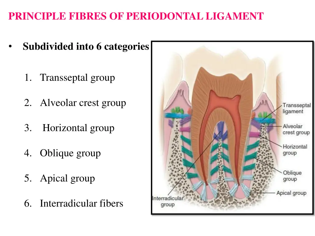 principle fibres of periodontal ligament