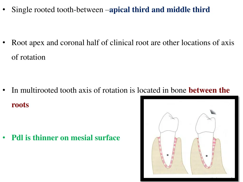 single rooted tooth between apical third