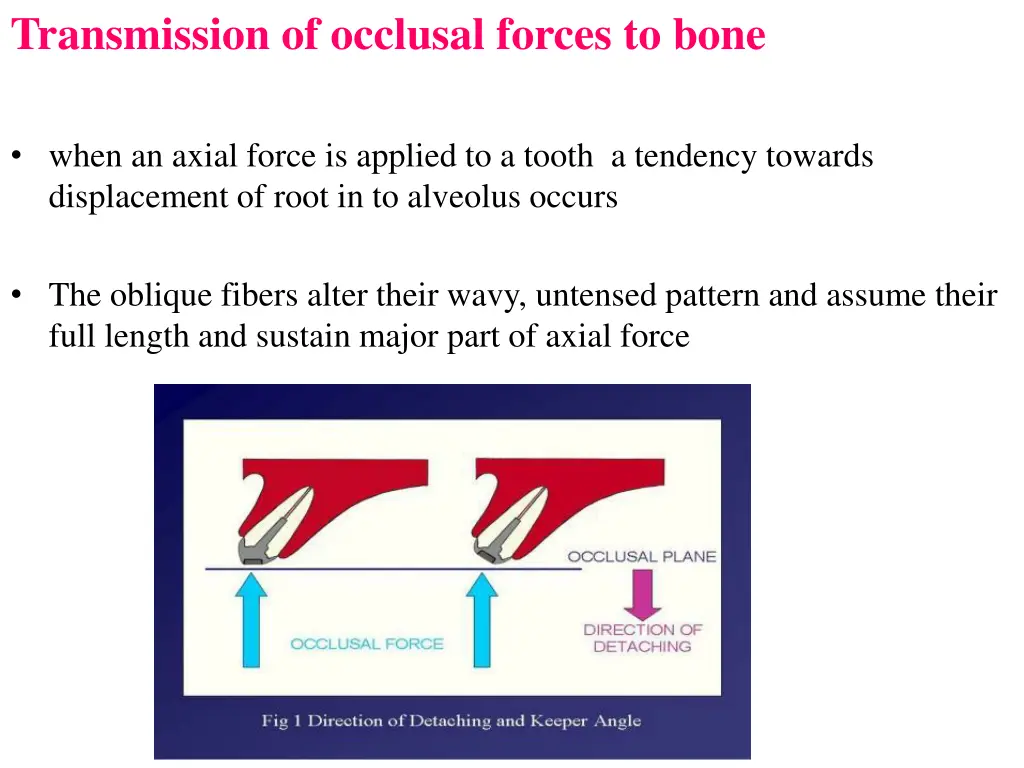 transmission of occlusal forces to bone