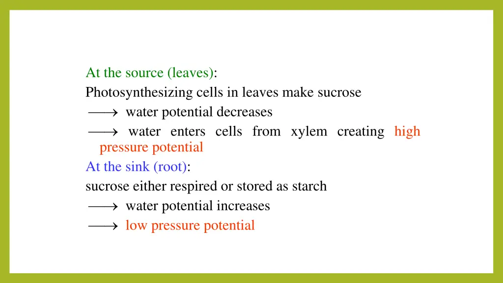 at the source leaves photosynthesizing cells