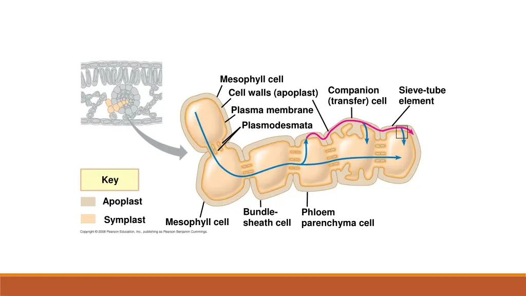 mesophyll cell cell walls apoplast