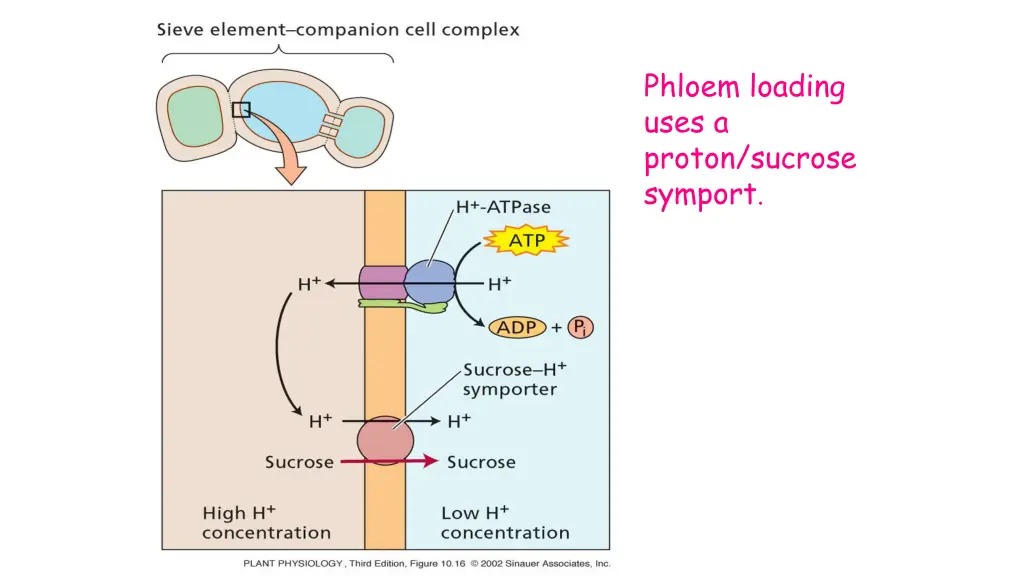 phloem loading uses a proton sucrose symport