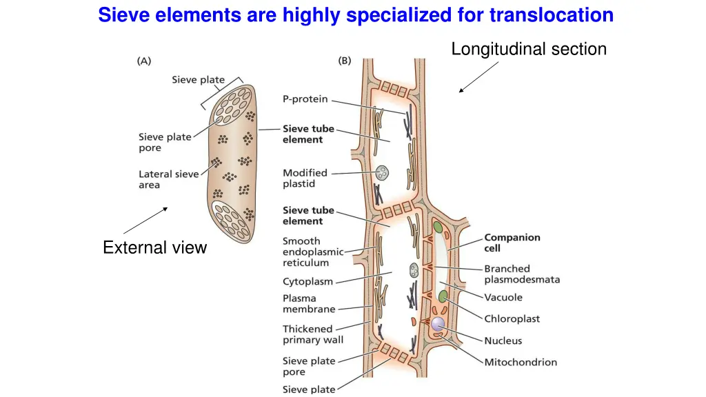 sieve elements are highly specialized