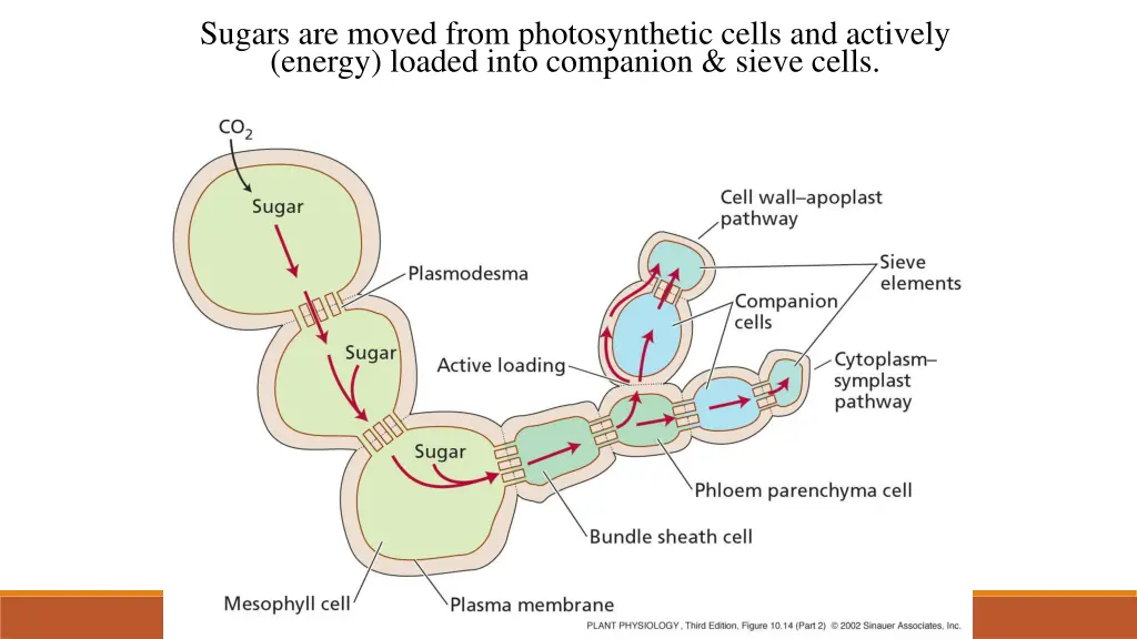 sugars are moved from photosynthetic cells