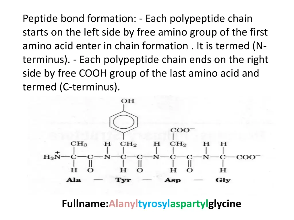 peptide bond formation each polypeptide chain