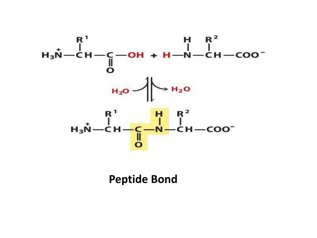 peptide bond