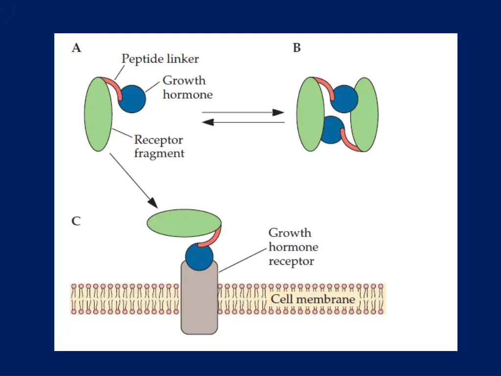 slide16