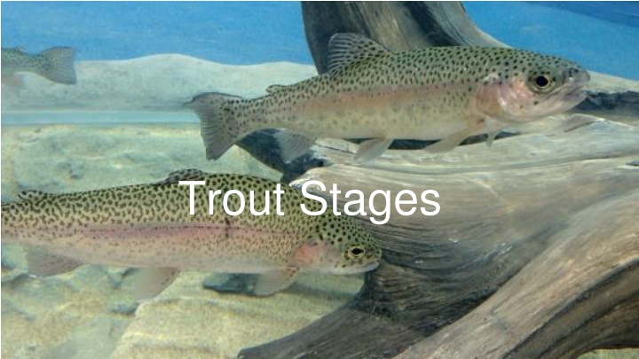 trout stages