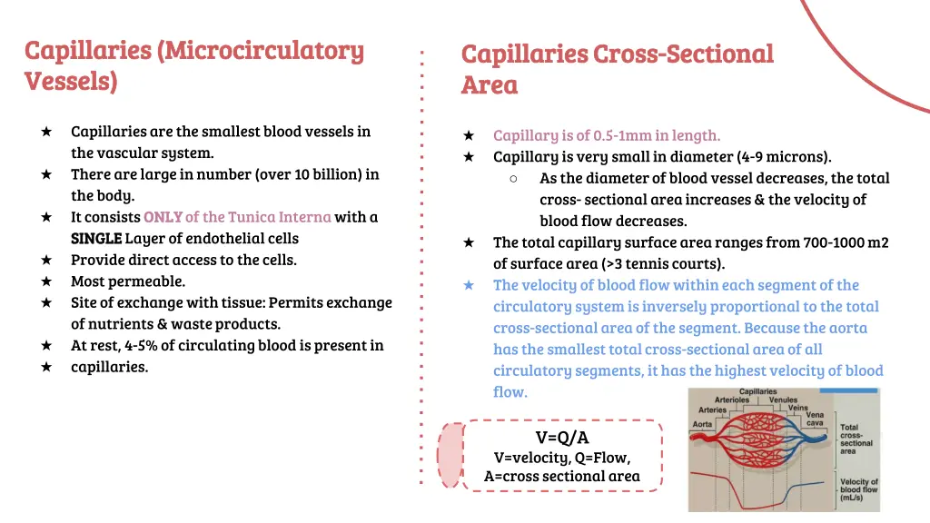 capillaries microcirculatory capillaries