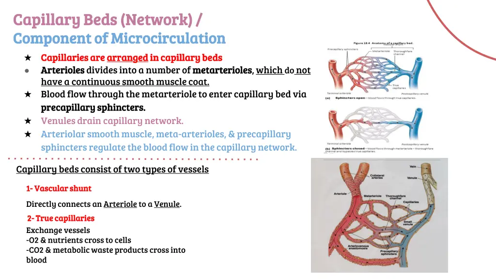 capillary beds network capillary beds network