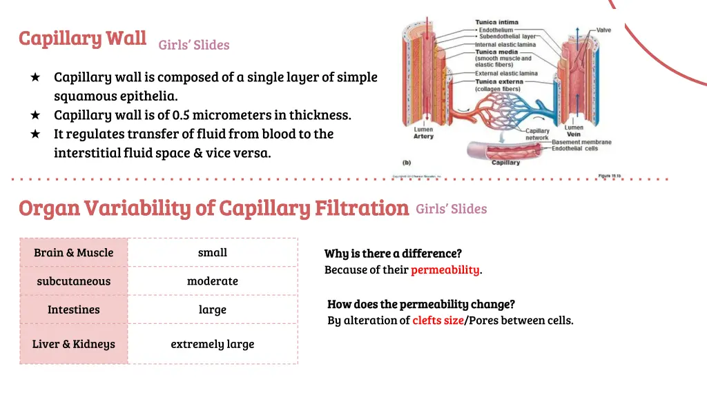 capillary wall capillary wall