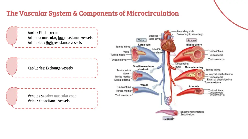 the vascular system components