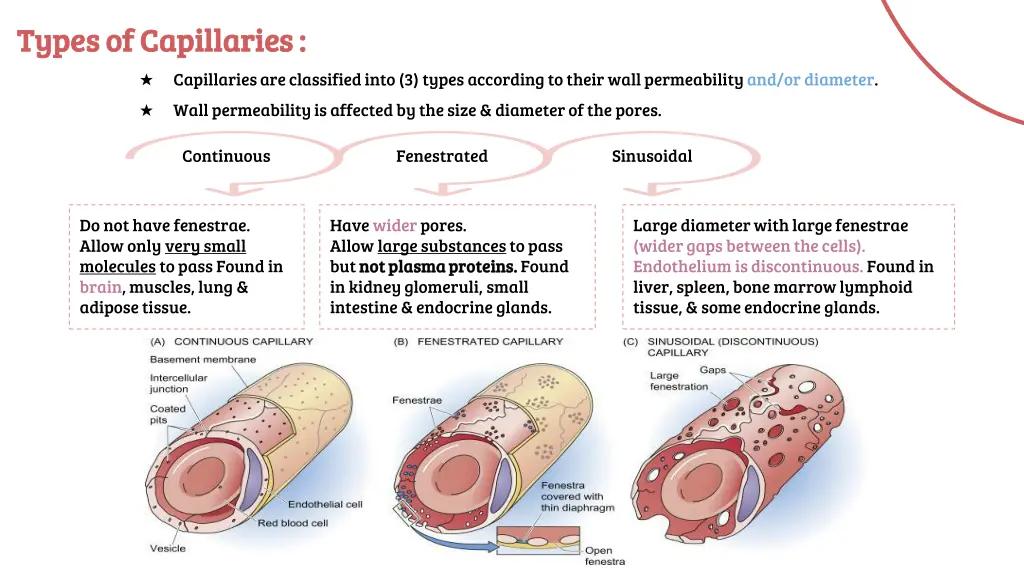 types of capillaries types of capillaries