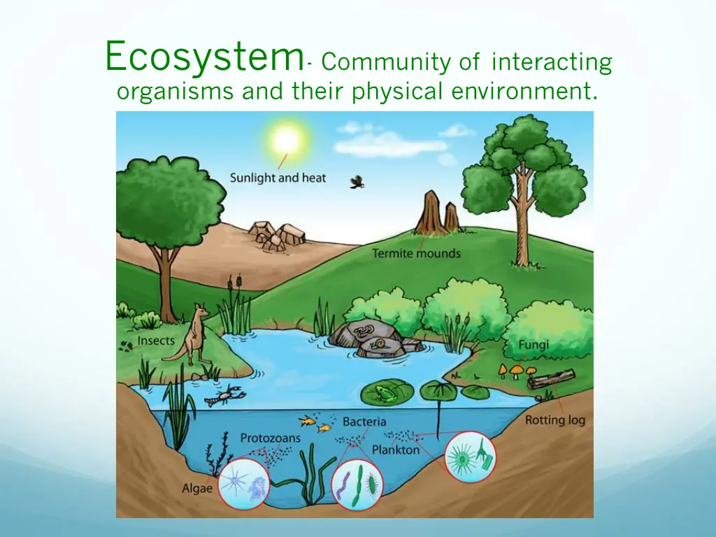 ecosystem community of interacting organisms