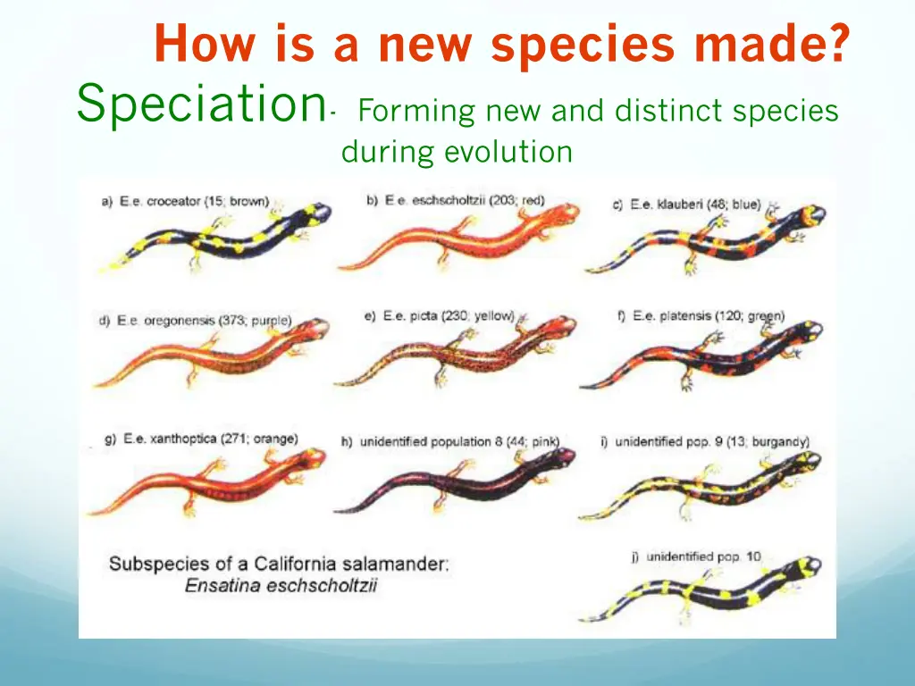 how is a new species made