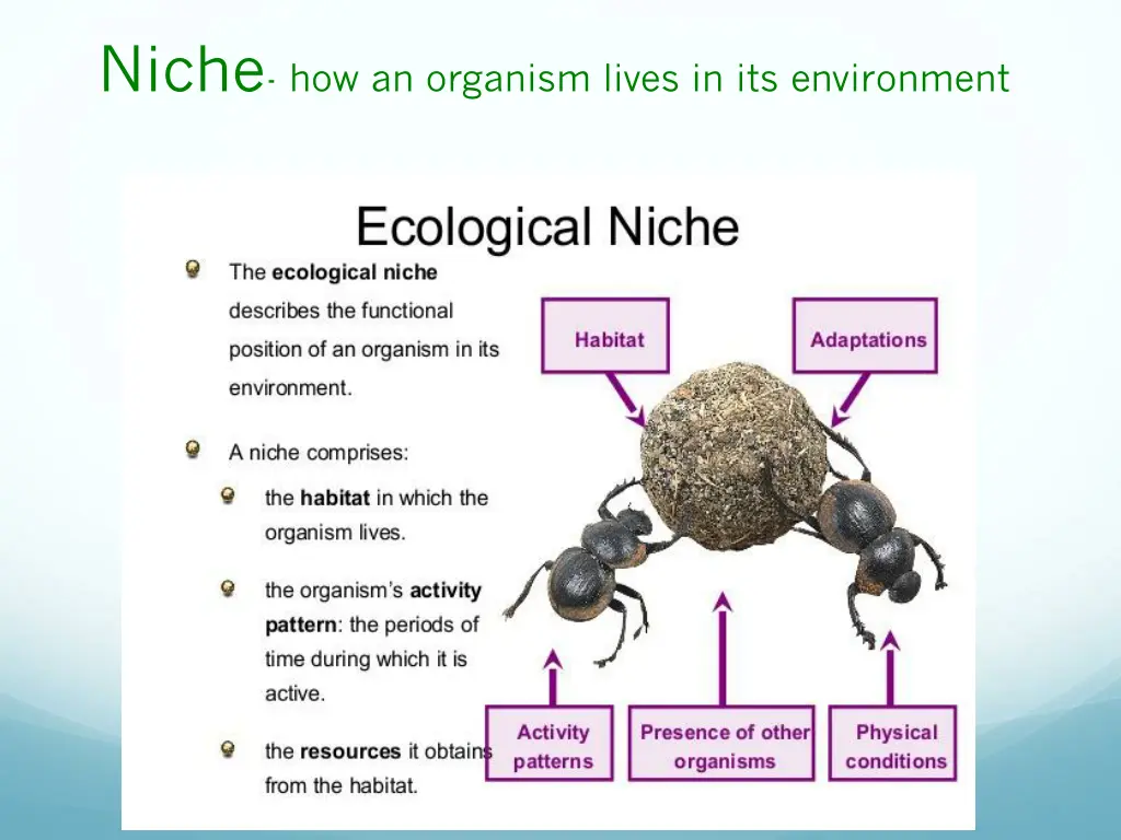 niche how an organism lives in its environment