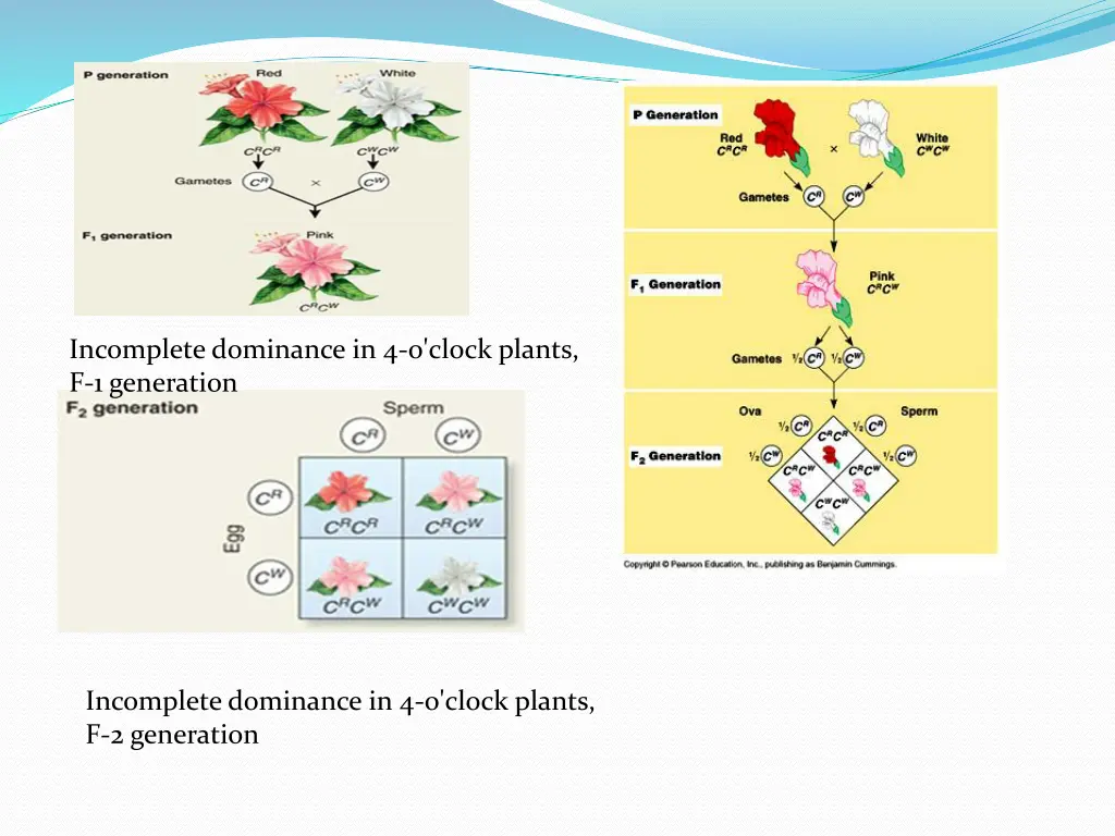 incomplete dominance in 4 o clock plants