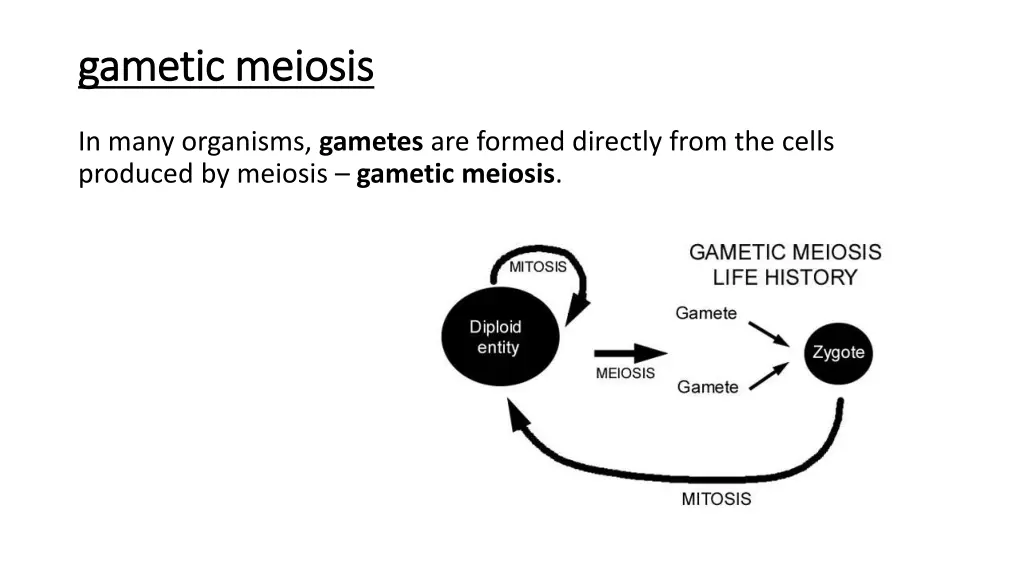 gametic gametic meiosis