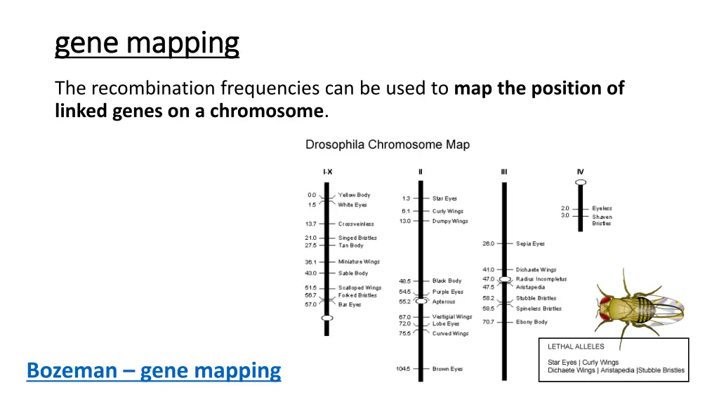 gene mapping gene mapping