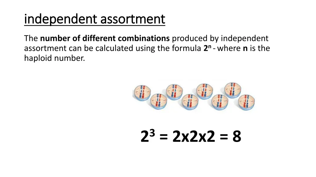 independent assortment independent assortment 1