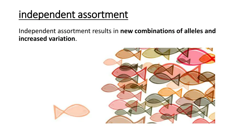 independent assortment independent assortment 2