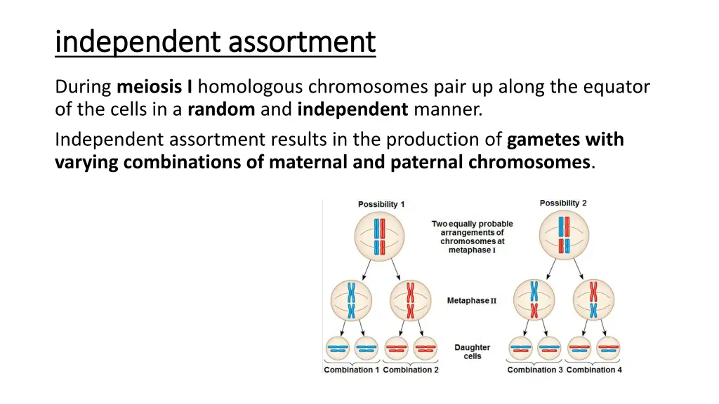 independent assortment independent assortment